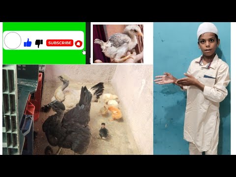 Kurak murgi ne 21 main bacche nikale/murgi Ne bacche nikale naye//murgi ke bacche//rooster murgi