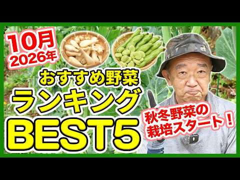 家庭菜園や農園の秋冬野菜栽培2026年10月おすすめ野菜ランキングBEST5!【農家直伝】