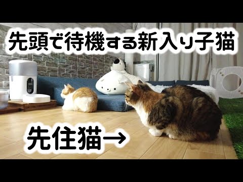 給餌器からごはんが出るのを先住猫より前で待つ新入り子猫