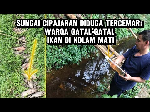 Sungai Cipajaran Diduga Tercemar: Warga Gatal-Gatal, Ikan di Kolam Mati