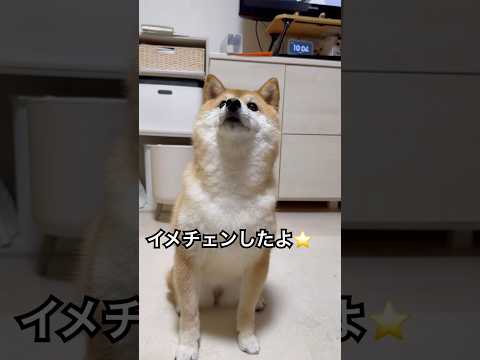 換毛期なのでイメチェンしたよ⭐️ #柴犬 #豆柴 #shiba #shibainu #shorts #dog#換毛期