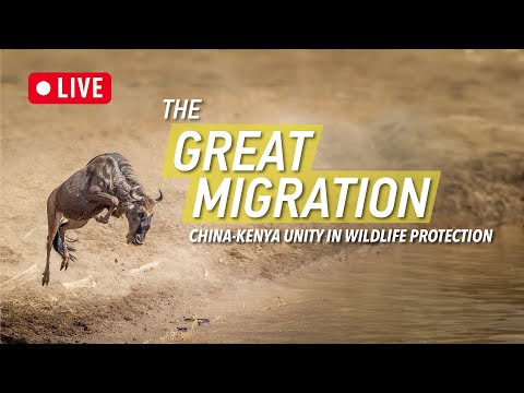 Live: The Great Migration – Africa beyond the Great Migration