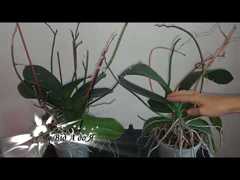 😉 Чи вгадаєте сорт по кількості квітоносів? 🌸 Чемпиони по квітоносам.