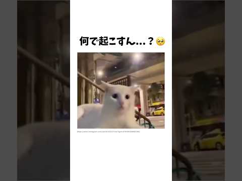 猫の動画サムネイル - 睡眠を邪魔された猫の反応🥺