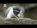 Family of rare monkeys arrives at UK zoo  - 00:58 min - News - Video
