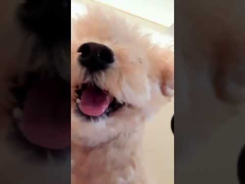 莫名其妙被小狗一顿胖揍! #萌宠 #小狗🐶 #毛孩子的日常 #泰迪 #可爱到爆炸💥