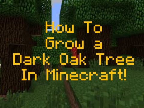 How to Grow a Dark Oak Tree in Minecraft! - YouTube