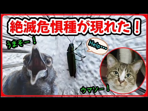 【絶滅危惧種】特に東日本では珍しくなったこの虫を見た事がありますか？20250819、カラス＆四つ足クインテット（仮）