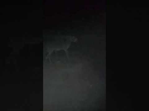 one night in Dubai |Donkey #song #remix #love #edm #iran #israel #iranisraelwar #BreakingNews