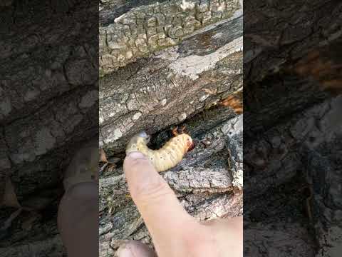 Очень вредоносное насекомое #жук #insects #shorts