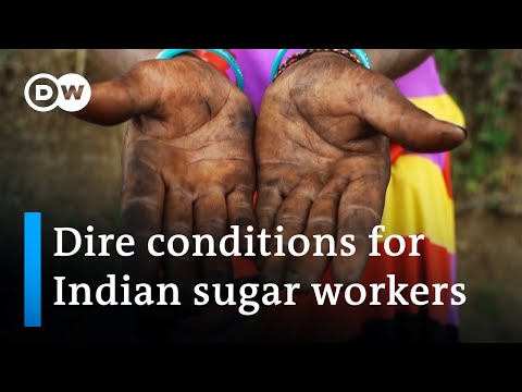 India's largest sugarcane producer leaves workers in debt and poverty | DW Business