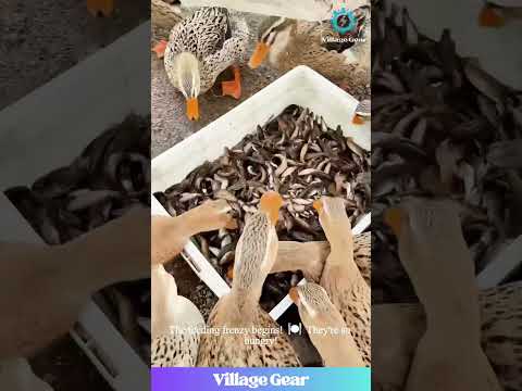 DUCK Feeding FRENZY!🐟An All-You-Can-Eat Fish Buffet! You Won't Believe How Excited They Are! #ducks