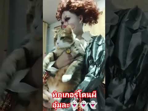 #ทิกเกอร์โดนผีสาวอุ้มไปงานฮาโลวีนแล้ว👻👻🧟🧟