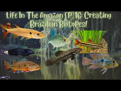 Life In The Amazon Ep. 16_ Creating Brazilian Biot Aqua Alex comes to you from Brazil for this episode of Life In The Amazon! It's time to travel to Br