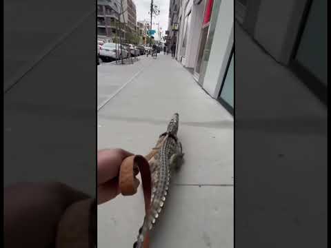 😱 OMG! A Crocodile Is Walking Around the City! 🐊 How Did It Get Here?! 🚨#crocodile#viral#animals