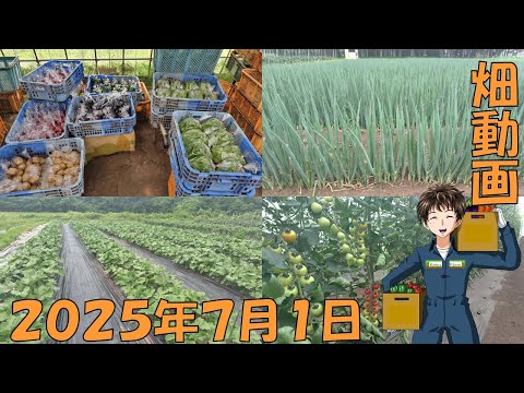 【25/7/1】7月はいっぱい稼ぐつもりだけど、野菜が夏バテしそう･･･