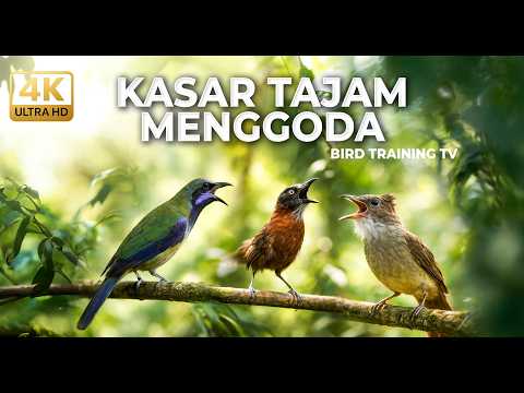 🔴 Live Termewah Saat Ini Cucak Cungkok Gacor Isian Kunti Walang vs Jenggot Greja vs Tepus Kepala Abu