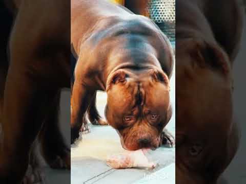 N O.1 CHOU CHOU DOG 🐶 from kanada #my #dog #my #pitbull #suppose