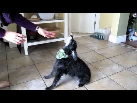 CUTEST dog tricks!!! 