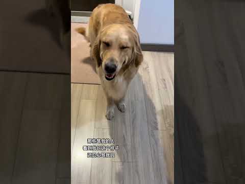 这谁忍心呀#帮我看下猫 #聆听我破防的声音 #死动静 #让我听听这是什么声音 #狗