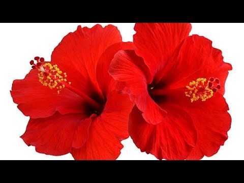 सच्ची लगन और मेहनत से काम करते रहिये कामयाब जरूर मिलेगी