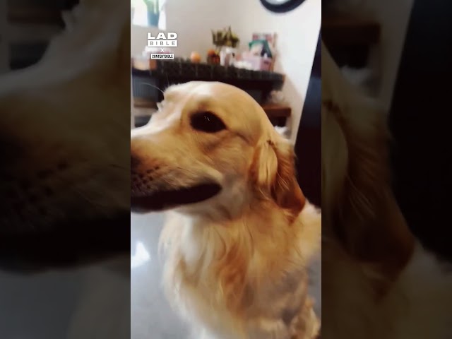 My Golden Retriever is smarter than we think 🤣 (🎥: CONTENTbible)