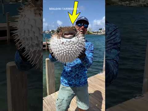 JANGANKAN DIMAKAN, IKAN INI DIPEGANG PUN TIDAK BOLEH