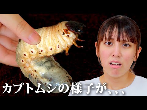 【カブトムシ】5ヶ月ぶりのカブトムシの幼虫の様子が、、、。蛹になる?!どうしよう💦