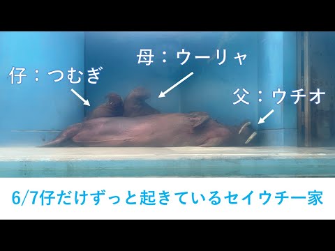 猫の動画サムネイル - 6/7朝のセイウチ一家