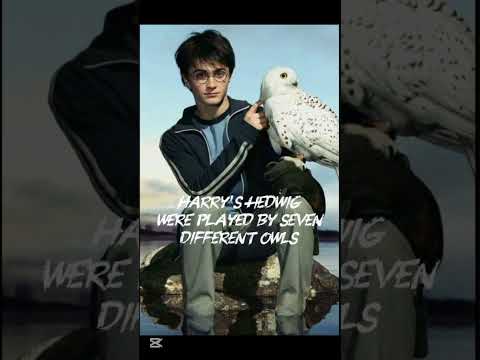5 facts #harrypotter #dracomalfoy #hogwarts #wizard #hedwig #shorts #hp #hermionegranger #potterhead