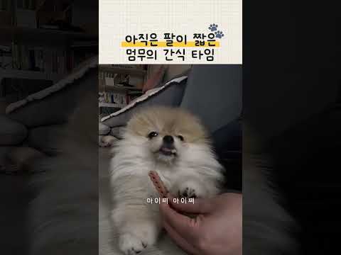 아직은 팔이 <strong>짧은</strong> 멍뭉이의 간식 타임