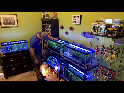 *RARE* BREEDING FISH ROOM TOUR - Wild Type Livebea My friend Jose breeds an awesome collection of rare wild type livebearers. Check him out,
https_//we