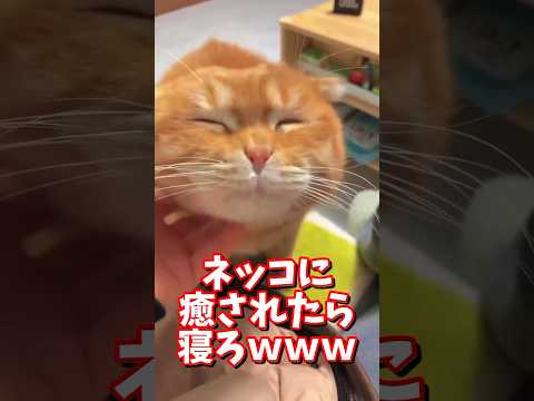 猫の動画サムネイル - ネッコの動画で癒されたら寝ろｗｗｗ　#2ch  #動物  #猫 #癒やし #ねこ動画