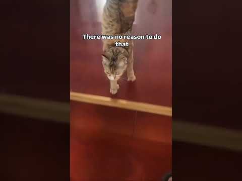 Gato todo equilibrista kkk 😼🤸‍♂️