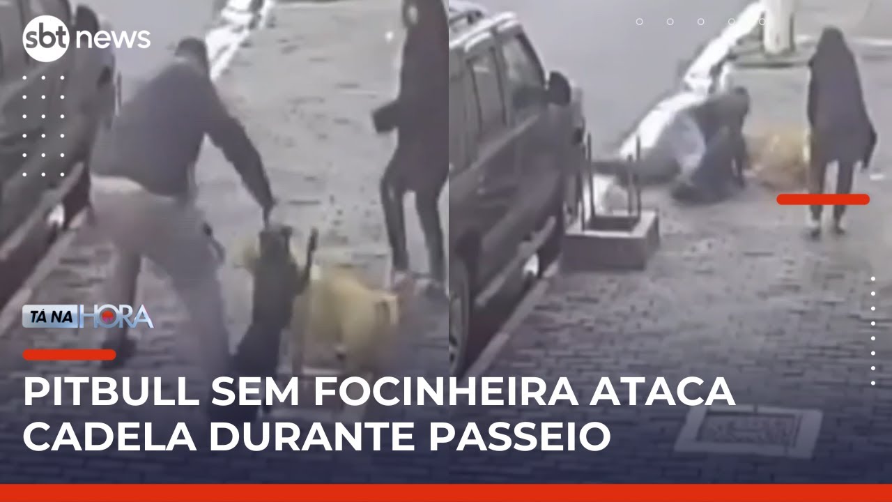 Ataque de pitbull sem focinheira a shar pei assusta moradores de Perdizes SP | TanaHora