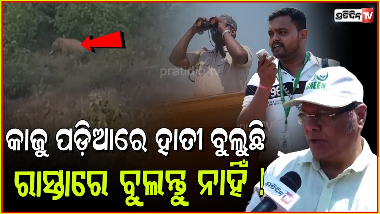କାଜୁ ପଡ଼ିଆରେ ହାତୀ ବୁଲୁଛି ରାସ୍ତାରେ ବୁଲନ୍ତୁ ନାହିଁ ! Elephant movement near AIIMS Bhubaneswar.