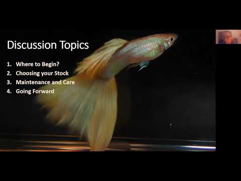 Bob Crouse_ The Proper Care and Conditioning of Gu This is a lecture originally presented at the 01/07/21 monthly meeting of Minnesota Aquarium Society