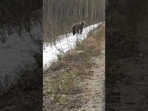 Медведь позирует на трассе по пути в Ухту