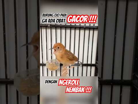 Burung Cici Padi Suara Jernih & Variasi Gacor Panjang🎶| #Shorts #burung #kicaumania #masteranjernih
