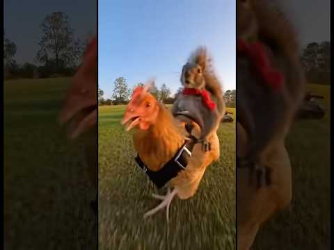 🎥 OMG 😱 Squirrel Rides a Chicken Next to TANKS — Weekly News Madness! 🐿️🐔#funny