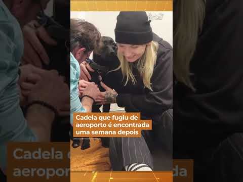 Cadela que fugiu de aeroporto é encontrada uma semana depois #shorts