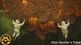 Beyond Fear: Discovering and Harvesting Wild honey from a giant tree