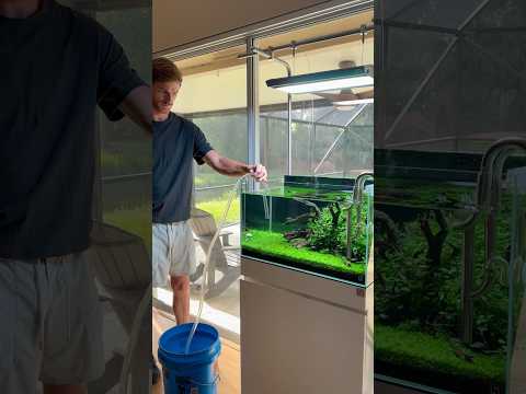 Weekly maintenance #youtubeshorts #aquascape #plan 