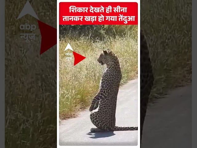 शिकार देखते ही सीना  तानकर खड़ा हो गया तेंदुआ | ABP News Shorts |#trending