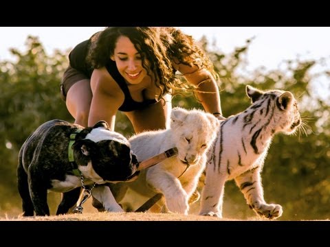 26-letnia Or Lazmi pracuje w Seaview Predator Park w Port Elizabeth w RPA. Jeśli ją odwiedzicie, pokaże wam swoich najlepszych przyjaciół: lwa, tygrysa i buldoga.