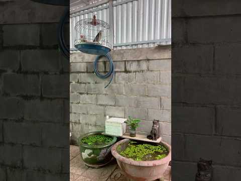 Rồi sao cả nhà…ổn không ? #cat #chimsao #fish