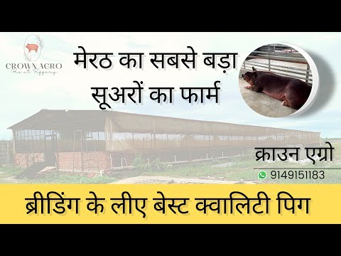 The best breeding Pigs available in Meerut, Uttar Pradesh. Call/Whatsapp +91-9149151183 #pig