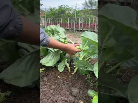 Cải rổ Rado 305 - Rạng Đông Seeds #hatgiongrangdong #rangdongseeds