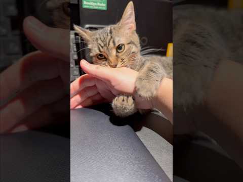 猫の動画サムネイル - パパに絶対に仕事をさせたくない子猫...笑 #shorts #猫 #cat