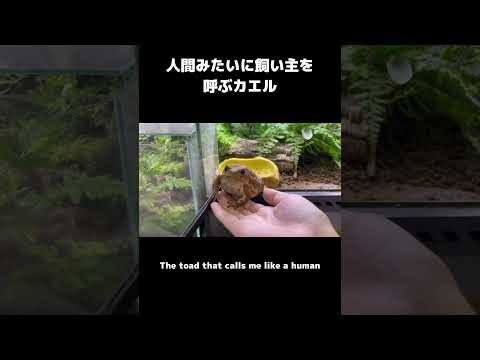 アンバーは中に人が入ってるので飼い主を呼ぶときはこうして手招きして呼んできます #カエル #frog #cuteanimals #animals #toad #ヒキガエル